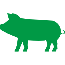 Pigs